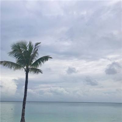 总裁养成记破解版下载